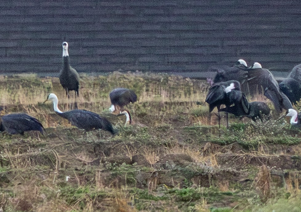 Ánsar Cisnal - ML654549468