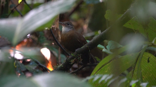 Gray-throated Leaftosser - ML654552755
