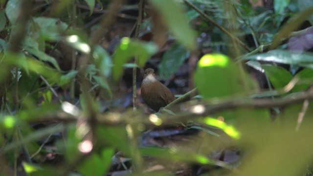 Gray-throated Leaftosser - ML654552756