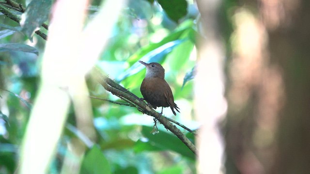 Gray-throated Leaftosser - ML654552976