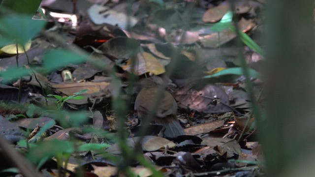 Gray-throated Leaftosser - ML654553047