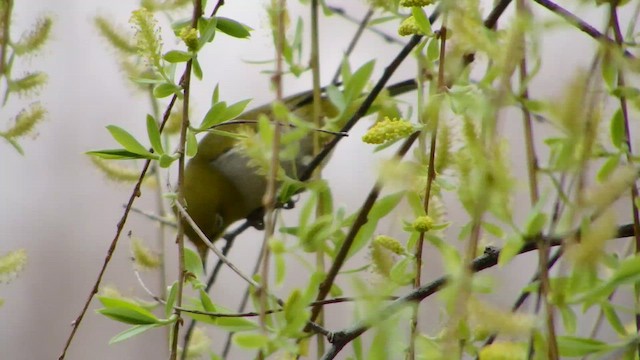 Swinhoe's White-eye - Zosterops simplex - Multimedia bilaketa ...