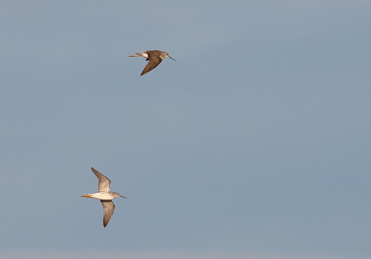 Greater Yellowlegs - ML654554287