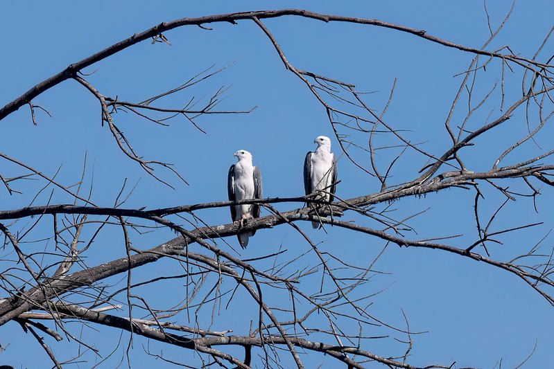 White-bellied Sea-Eagle - ML654554711