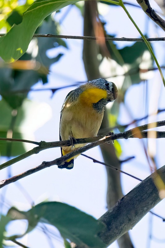 Striated Pardalote - ML654554717