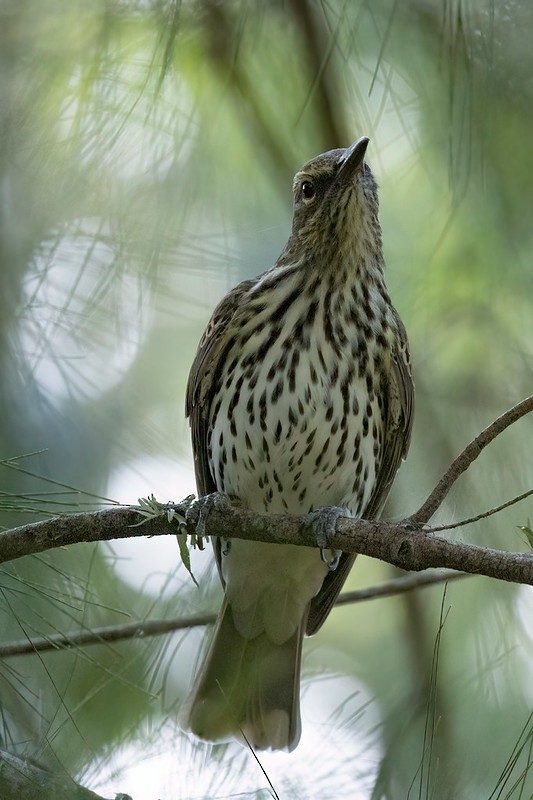 Olive-backed Oriole - ML654554720