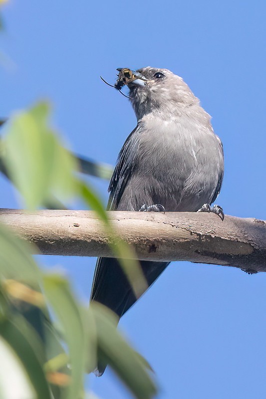 Dusky Woodswallow - ML654554722