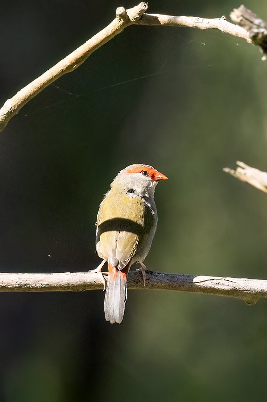 Red-browed Firetail - ML654554726