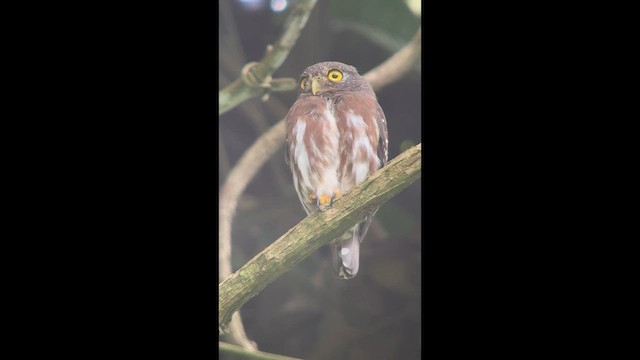 Amazonian Pygmy-Owl - ML654555339