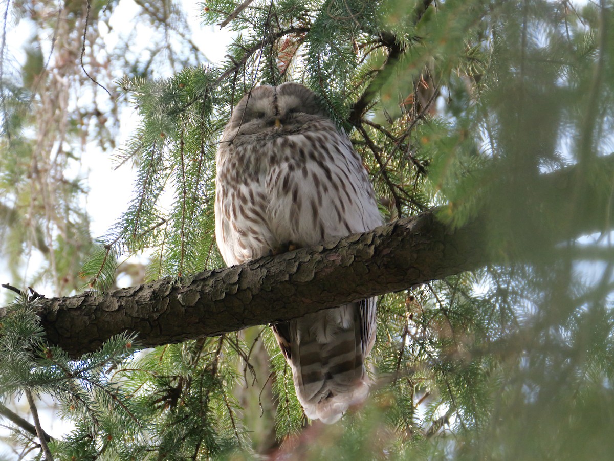 Habichtskauz - ML654555519