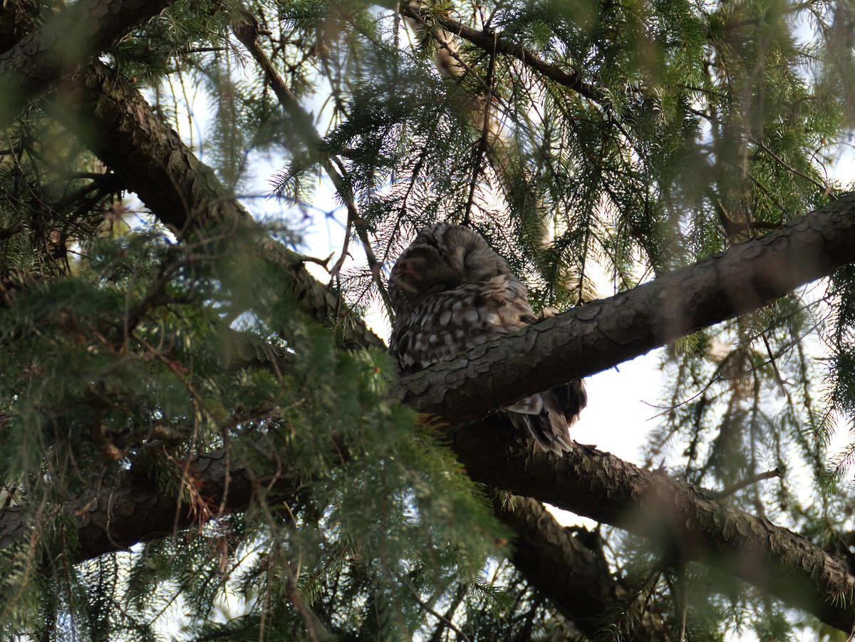 Habichtskauz - ML654555520