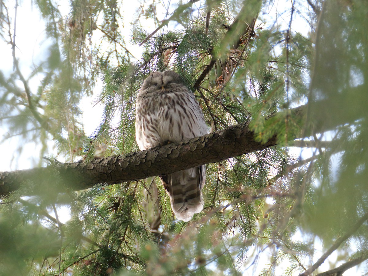 Habichtskauz - ML654555521