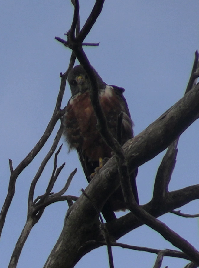 sjakalvåk - ML654555736