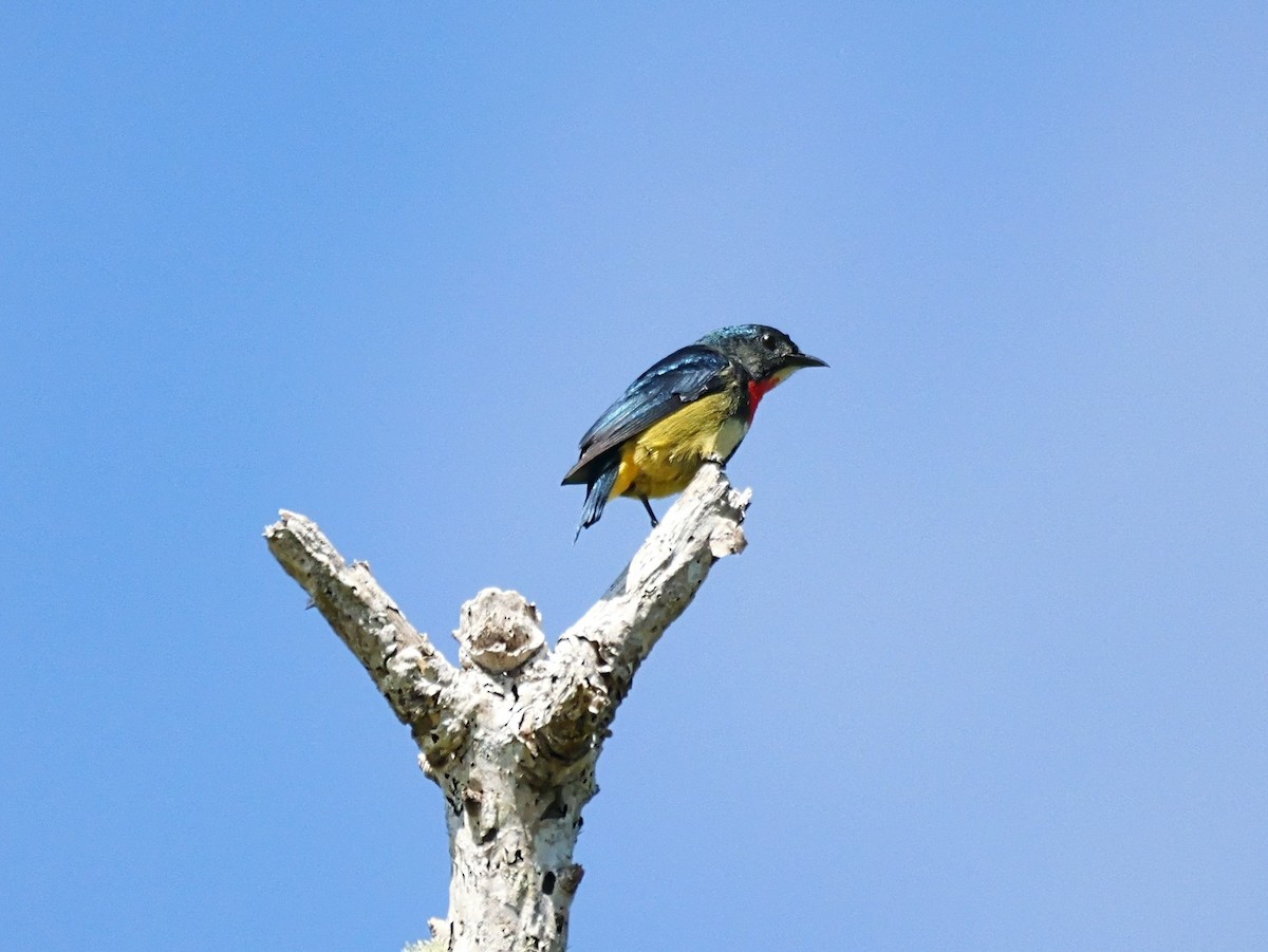 Fire-throated Flowerpecker - ML654555906