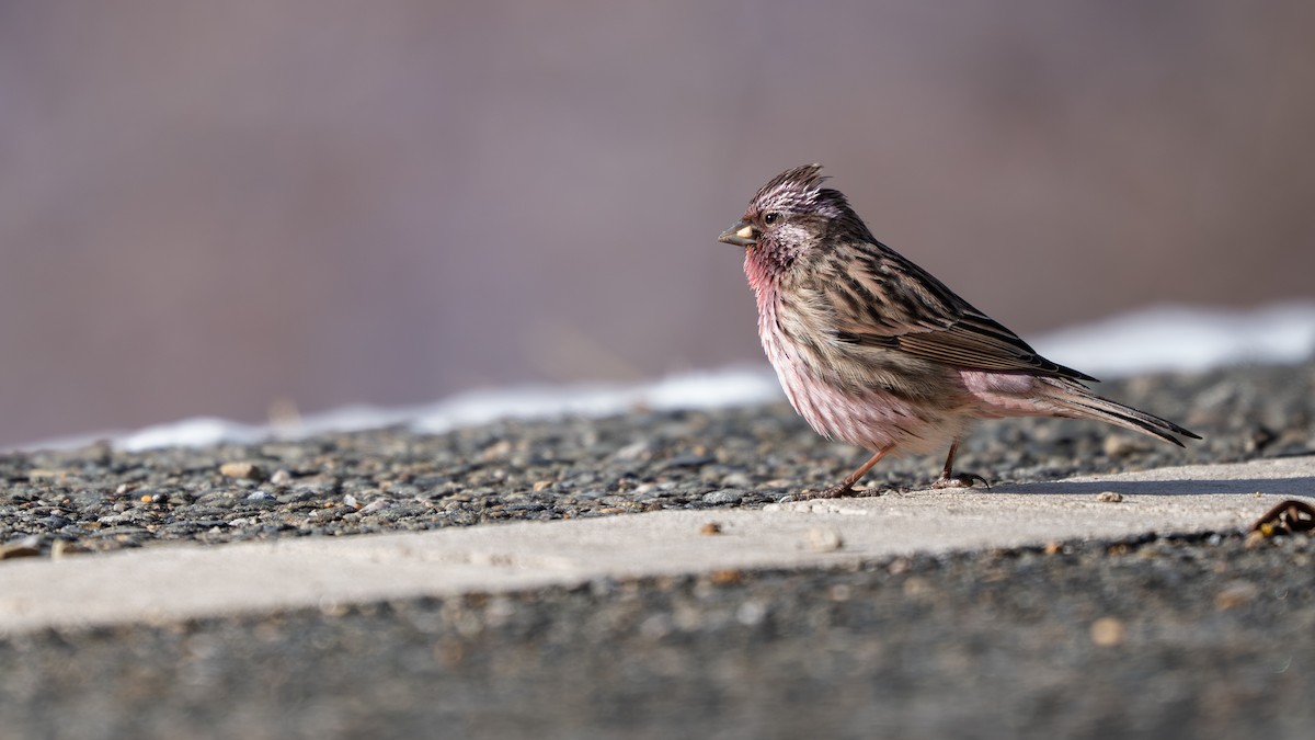 Himalayan Beautiful Rosefinch - ML654557565