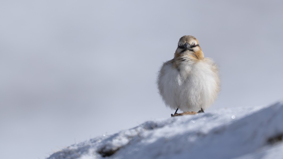 Rufous-necked Snowfinch - ML654557605