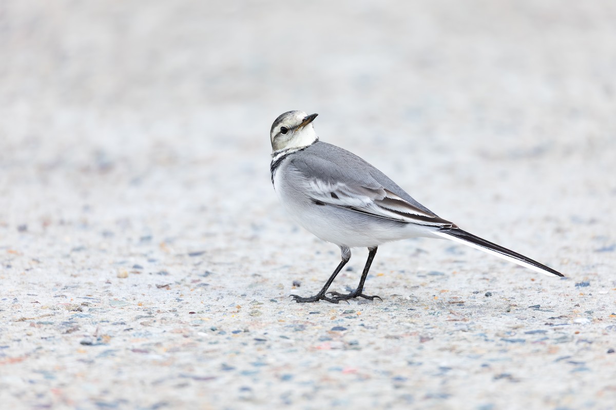 Buztanikara zuria (ocularis) - ML654557653