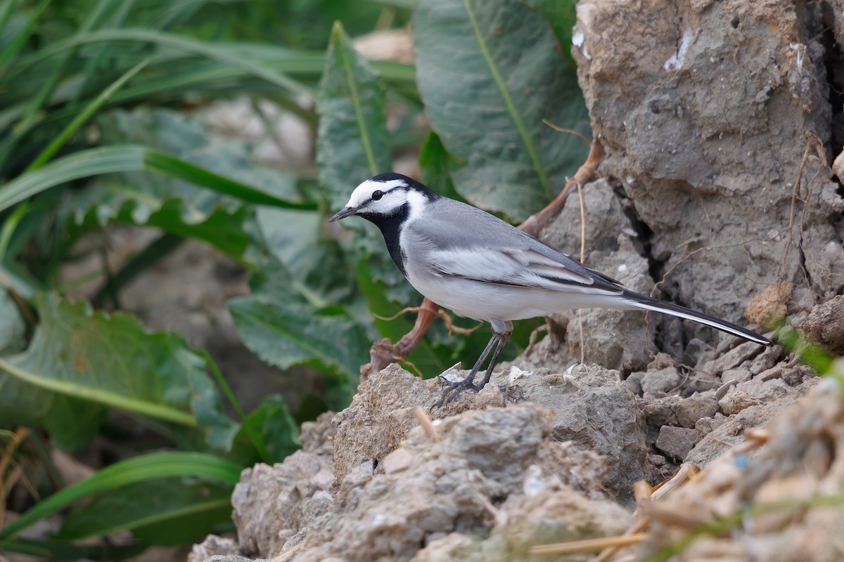 Buztanikara zuria (ocularis) - ML654557687