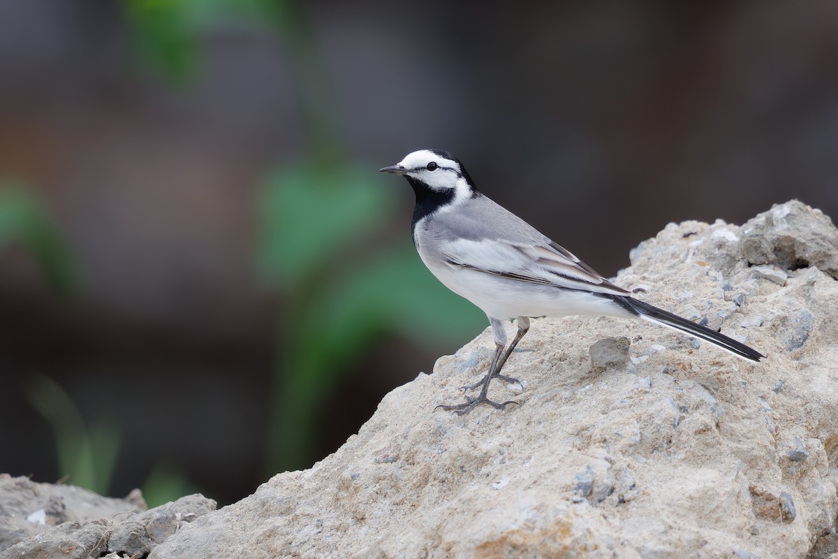 Buztanikara zuria (ocularis) - ML654557688