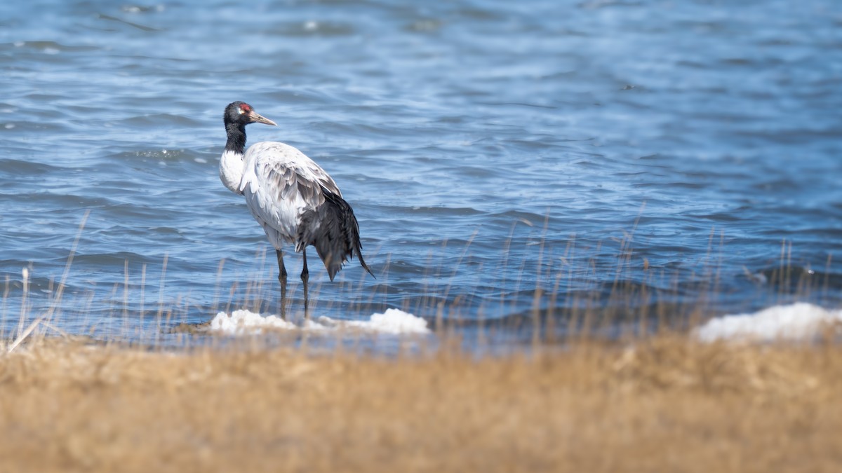 Black-necked Crane - ML654557692