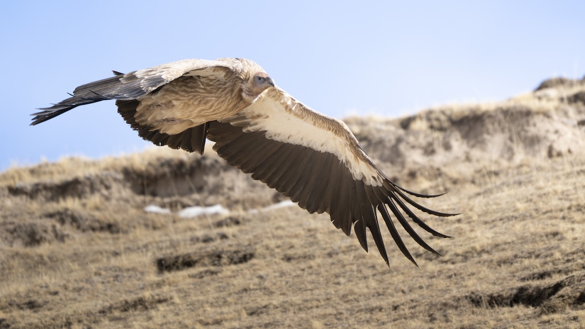 Himalayan Griffon - ML654557781