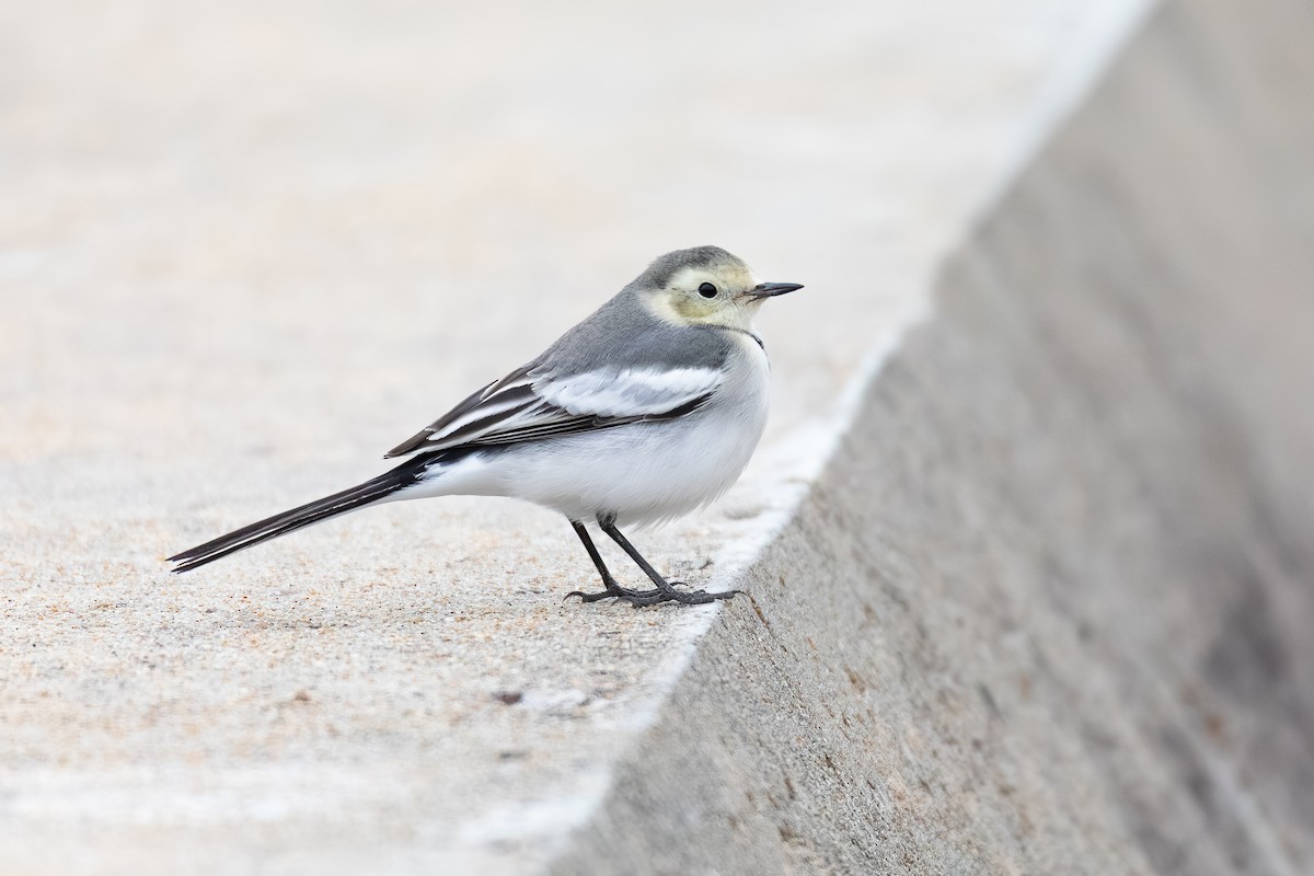 Buztanikara zuria (leucopsis) - ML654557804