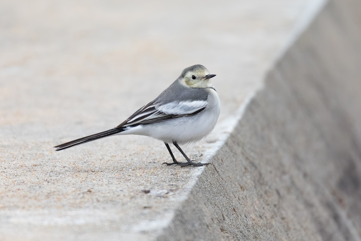Buztanikara zuria (leucopsis) - ML654557805
