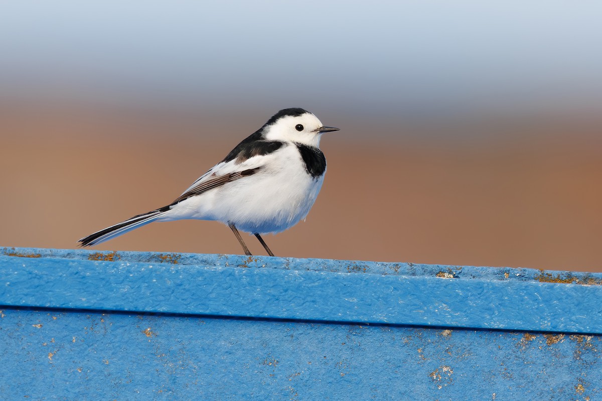 Buztanikara zuria (leucopsis) - ML654557848