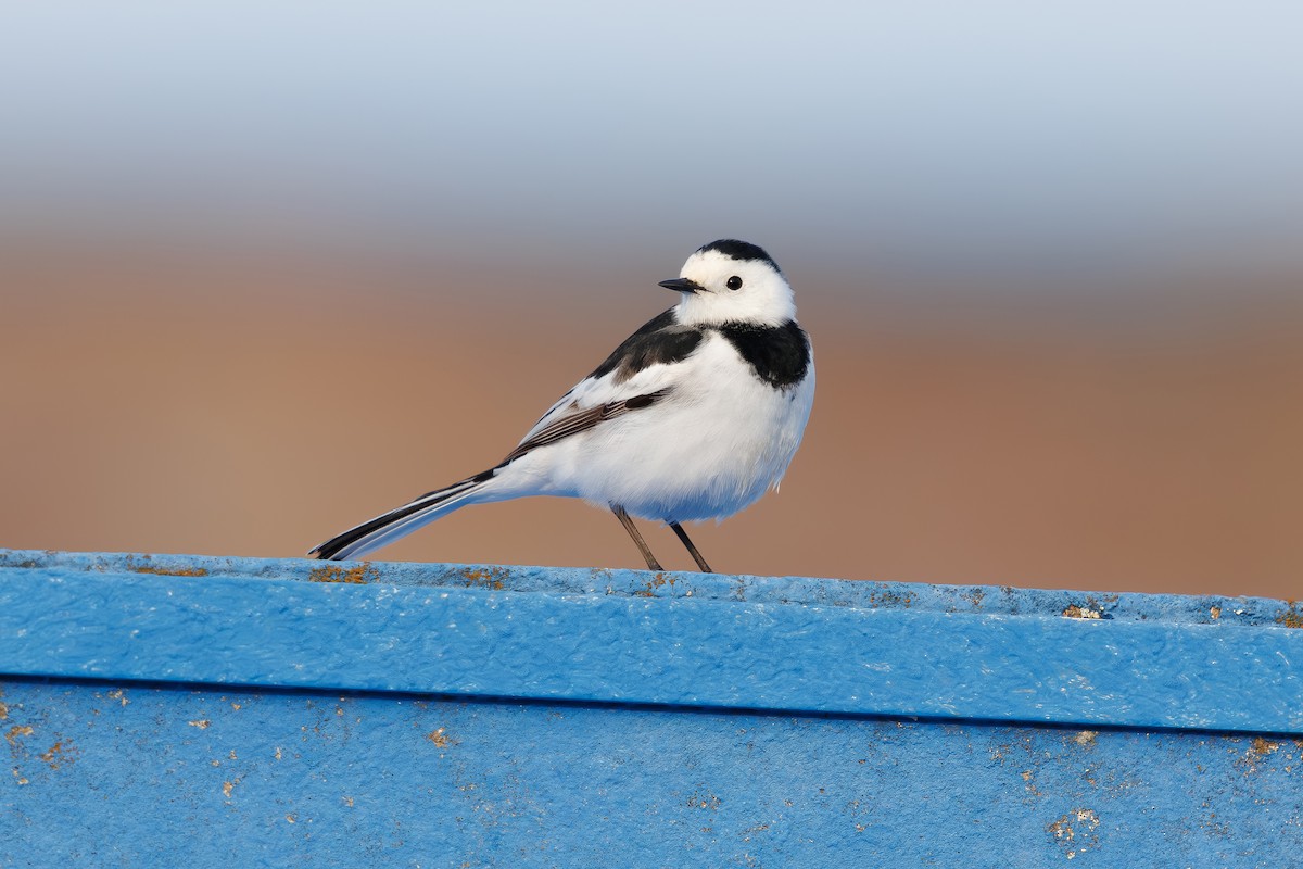 Buztanikara zuria (leucopsis) - ML654557849