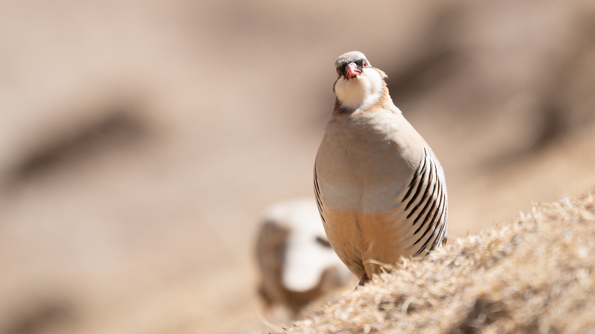 Przevalski's Partridge - ML654558107