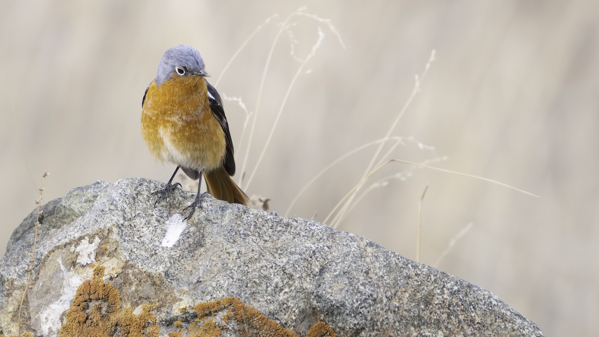 Ala Shan Redstart - ML654558123