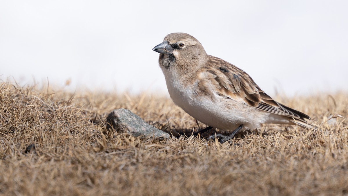 Tibetan Snowfinch - ML654558126