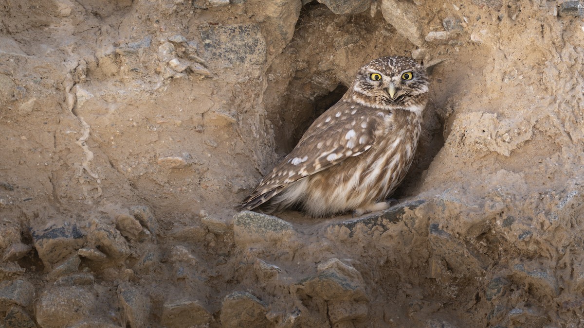 Little Owl - ML654558132
