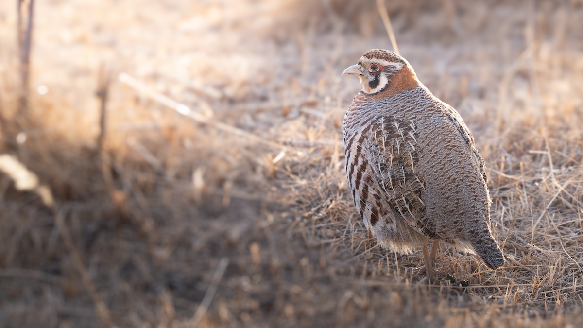 Tibetan Partridge - ML654558134