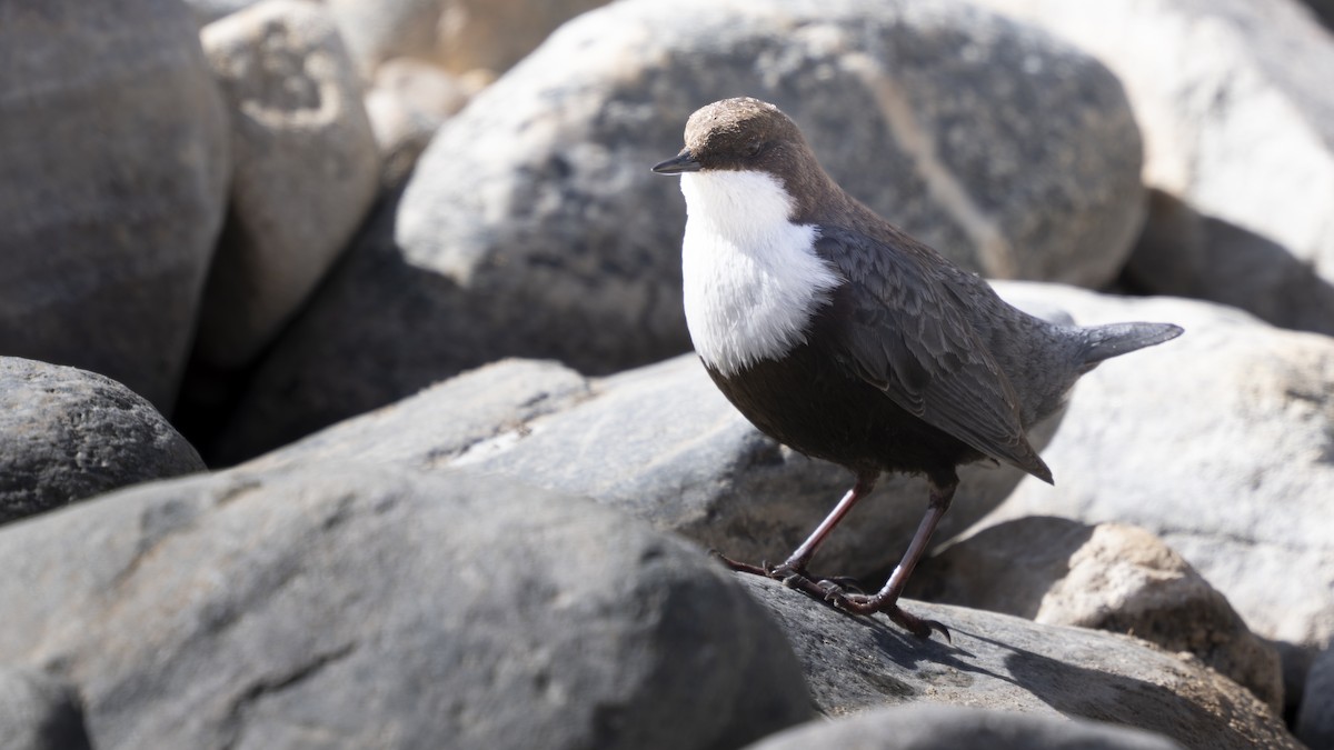 White-throated Dipper - ML654558193