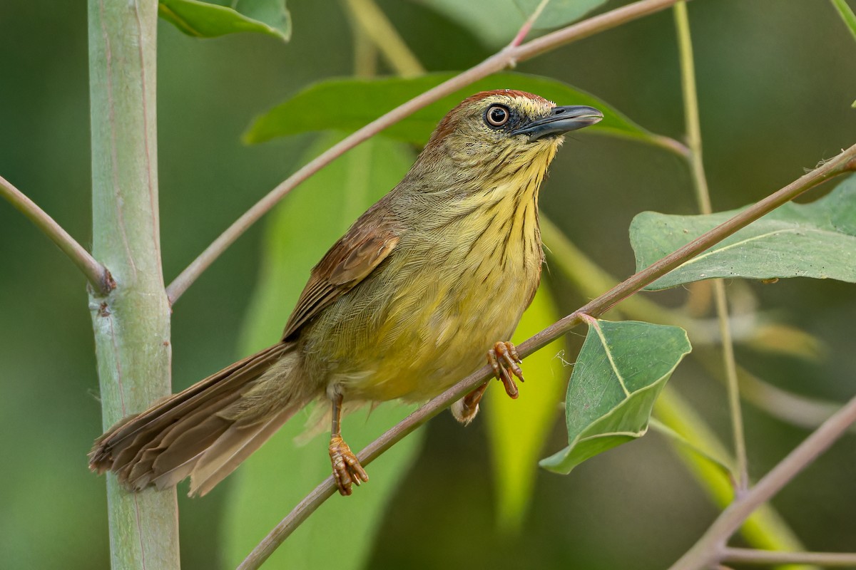 Timalí Goliestriado - ML654558601