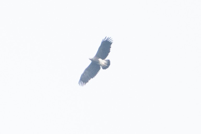 Lesser Fish-Eagle - ML654559133