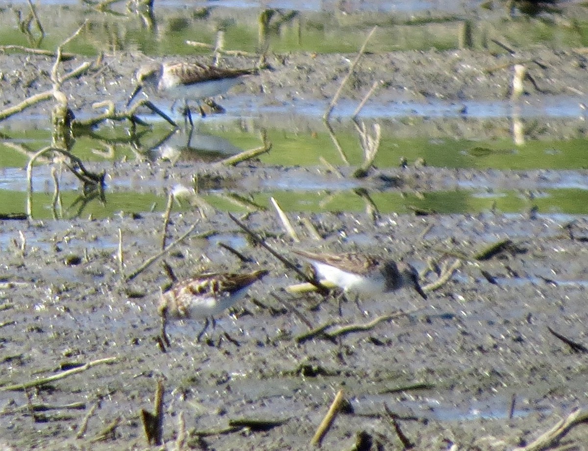 Semipalmated Sandpiper - Chris Conard