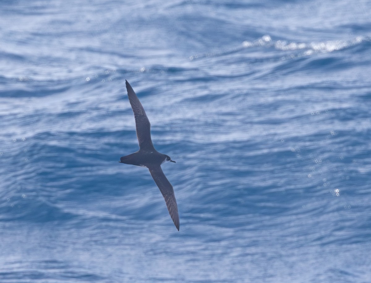 Manx Shearwater - ML654560578