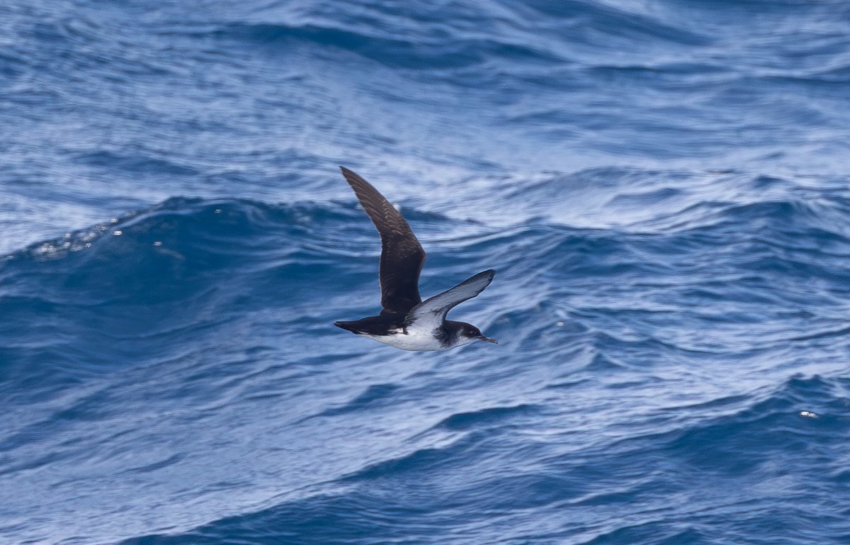 Manx Shearwater - ML654560579