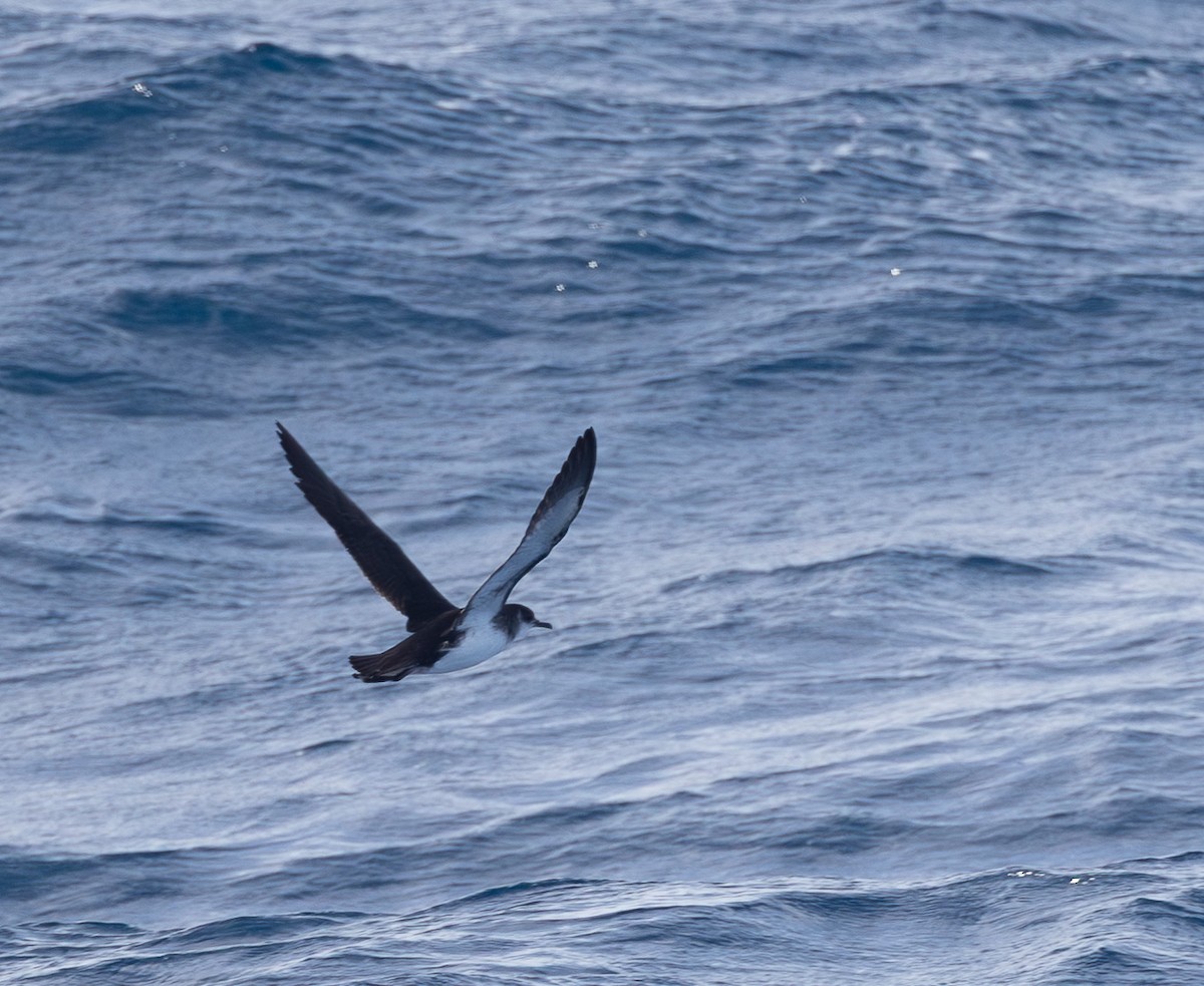 Manx Shearwater - ML654560580
