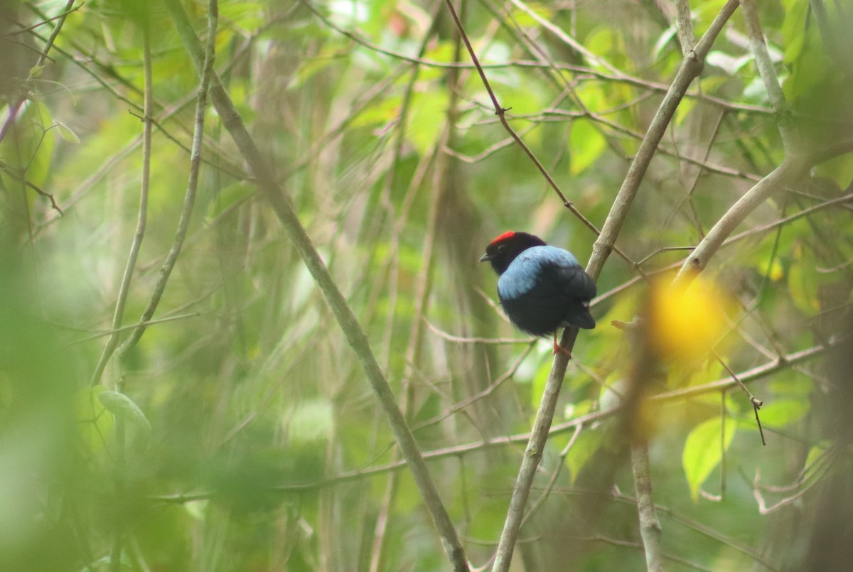 Blue-backed Manakin - ML654562017