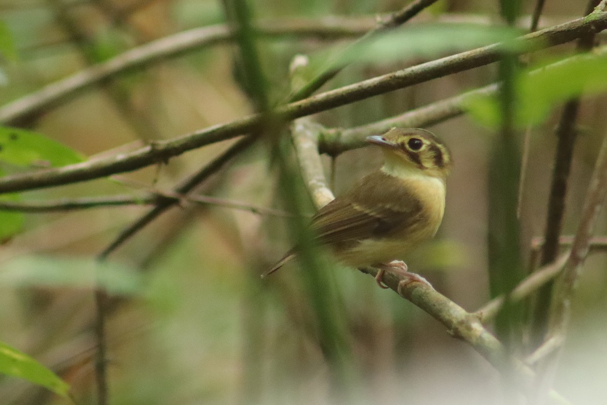 White-throated Spadebill - ML654562018
