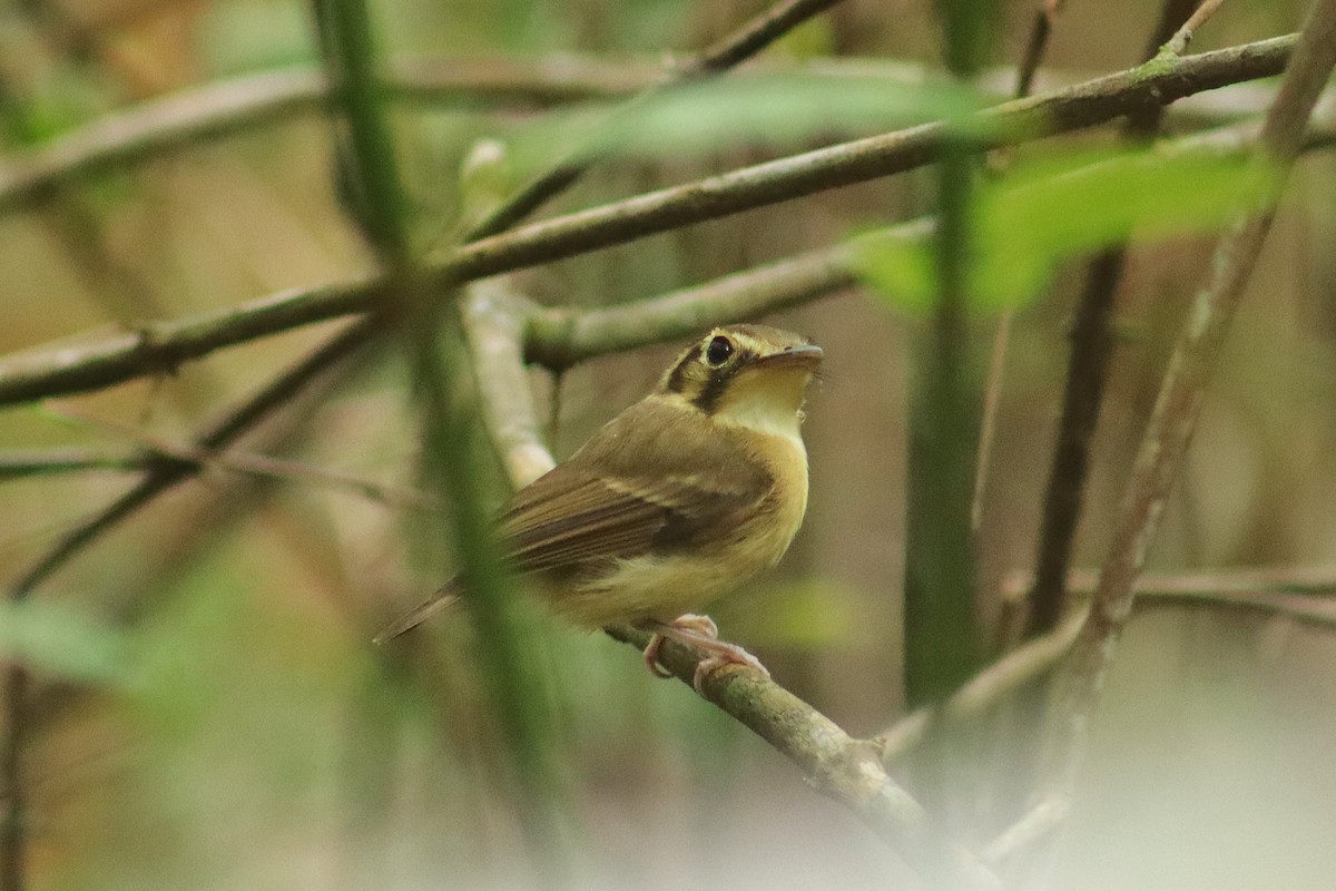 White-throated Spadebill - ML654562042