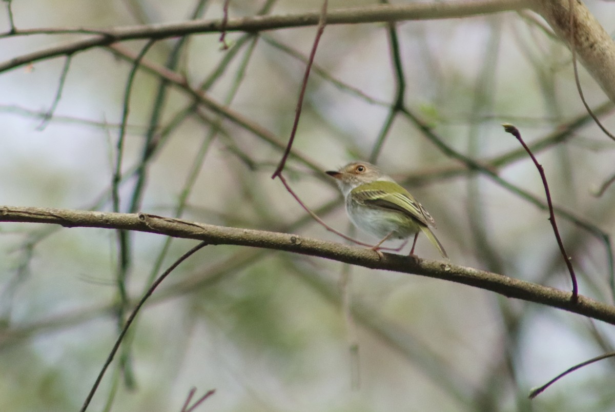 Pale-eyed Pygmy-Tyrant - ML654562044