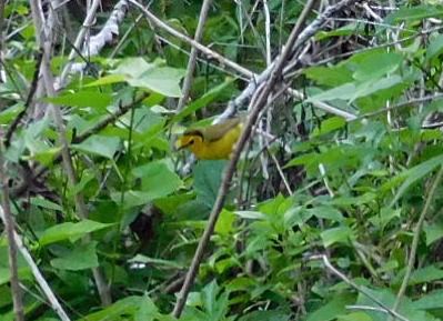 kentuckyparula - ML654562159