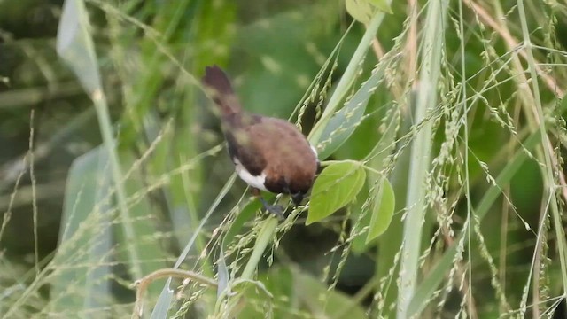 Мунія яванська - ML654562325