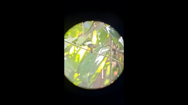White-collared Manakin - ML654563572