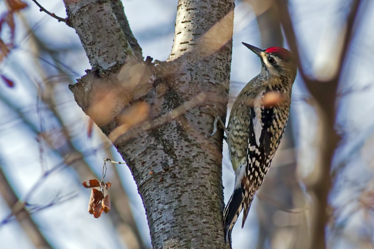 Yellow-bellied Sapsucker - ML65456371