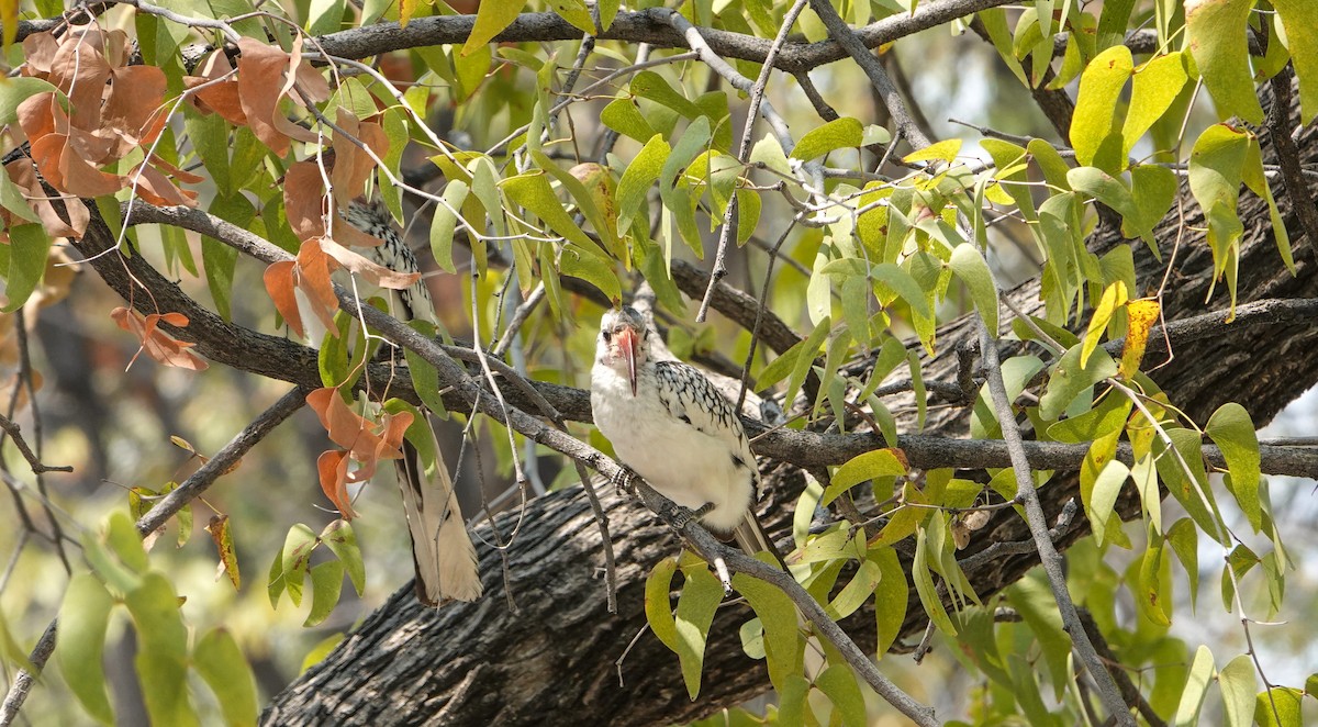 Damara Red-billed Hornbill - ML654564336